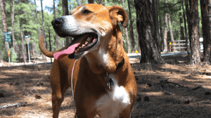 Dog Whisperer with Cesar Millan, Season 4 Episode 12 image