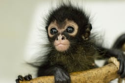 Natural World, Season 35 Episode 1 image