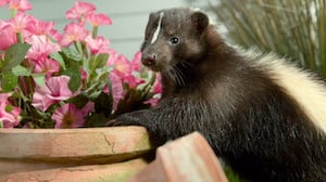 Tiny Creatures, Season 1 Episode 8 image