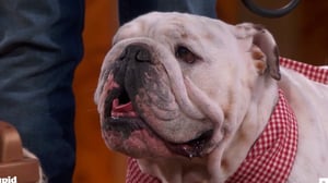 Stupid Pet Tricks, Season 1 Episode 7 image