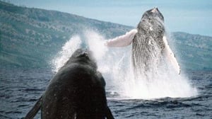 Nature, Season 28 Episode 4 image