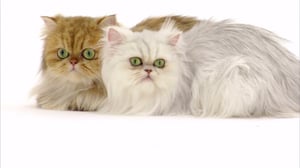 Cats 101, Season 1 Episode 1 image