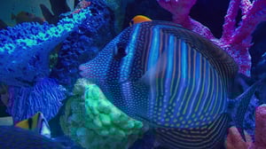 Tanked, Season 7 Episode 8 image