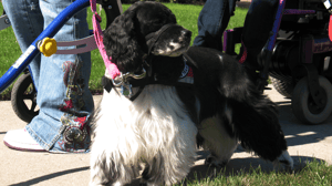 Dog Whisperer with Cesar Millan, Season 4 Episode 15 image