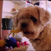 Dog Whisperer, Season 1 Episode 13 image