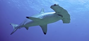 Monster Fish, Season 7 Episode 2 image