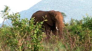 Earth Odyssey with Dylan Dreyer, Season 5 Episode 8 image