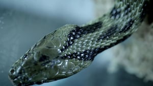 Fatal Attractions, Season 3 Episode 3 image