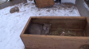 Hope in the Wild, Season 1 Episode 18 image