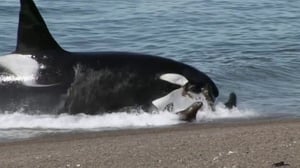 Nature, Season 33 Episode 6 image