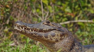 Coyote Peterson: Brave the Wild, Season 1 Episode 2 image