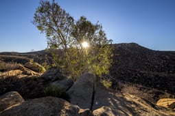 Rooted, Season 1 Episode 4 image