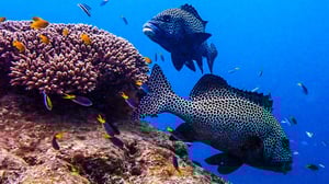 Blue Planet Live, Season 1 Episode 2 image