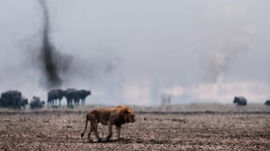 Nature, Season 43 Episode 11 image