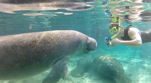 How Do Animals Do That?, Season 1 Episode 9 image