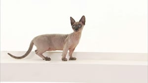 Cats 101, Season 4 Episode 4 image