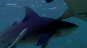 Monsterquest, Season 2 Episode 18 image