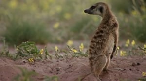 Meerkat Manor, Season 1 Episode 9 image