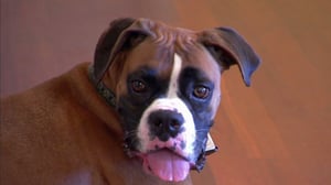 It's Me or the Dog, Season 1 Episode 3 image