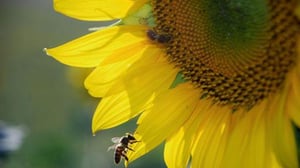 Nature, Season 37 Episode 15 image