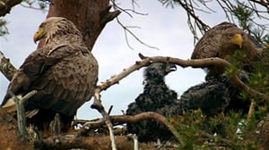 Natural World, Season 28 Episode 6 image