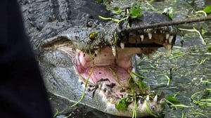 Swamp Brothers, Season 1 Episode 3 image