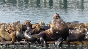 America's Funniest Videos: Animal Edition, Season 1 Episode 2 image