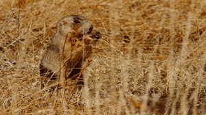 Prairie Dog Manor, Season 1 Episode 2 image