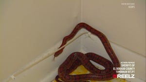 Cops, Season 13 Episode 13 image