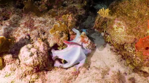 Brave Wilderness, Season 8 Episode 11 image