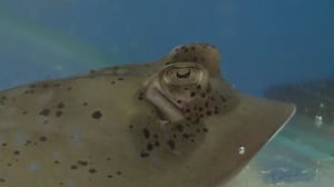 72 Dangerous Animals: Australia, Season 1 Episode 9 image