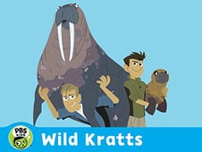 Wild Kratts, Season 3 Episode 23 image