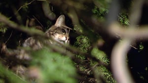 Treetop Cat Rescue, Season 1 Episode 7 image