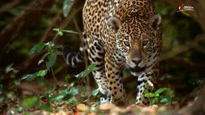 Terra Mater, Season 1 Episode 275 image