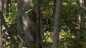 Mountain Men, Season 9 Episode 14 image