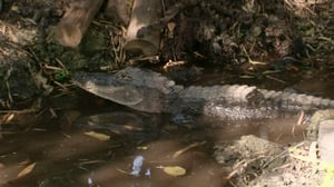 Gator Boys, Season 4 Episode 3 image