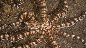 Secrets of the Octopus, Season 1 Episode 1 image