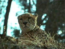 Daktari, Season 1 Episode 17 image