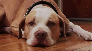 Pit Boss, Season 1 Episode 1 image