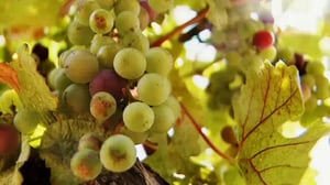 America's Heartland, Season 9 Episode 18 image