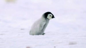 Nature, Season 40 Episode 8 image