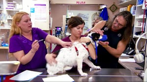 Dr. Jeff: Rocky Mountain Vet, Season 1 Episode 4 image