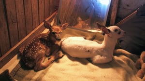 Hope in the Wild, Season 1 Episode 7 image