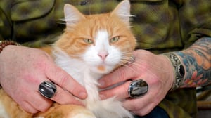 My Cat from Hell, Season 4 Episode 4 image