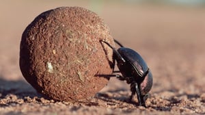 Chris Packham's Animal Einsteins, Season 1 Episode 6 image
