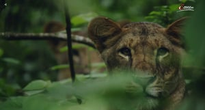 Terra Mater, Season 1 Episode 225 image