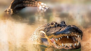 Natural World, Season 38 Episode 1 image