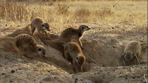 Meerkat Manor, Season 3 Episode 1 image