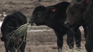 Last American Cowboy, Season 1 Episode 3 image