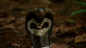 Dual Survival, Season 4 Episode 1 image